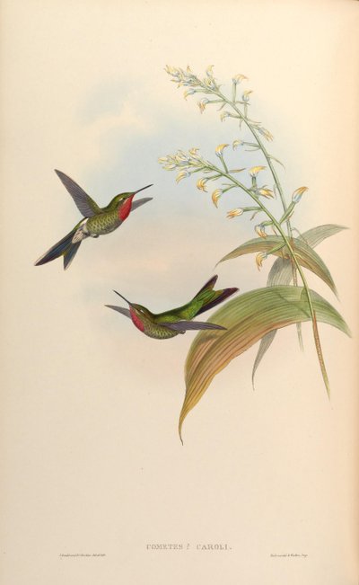 Cometes Caroli = Polyonomus Caroli by John Gould